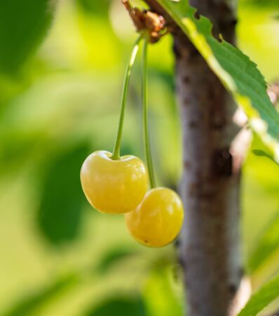 Ripe yellow sweet cherry on the tree .の写真素材