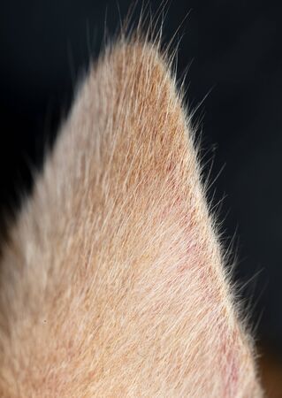 Ginger ear at the cat. Macroの写真素材