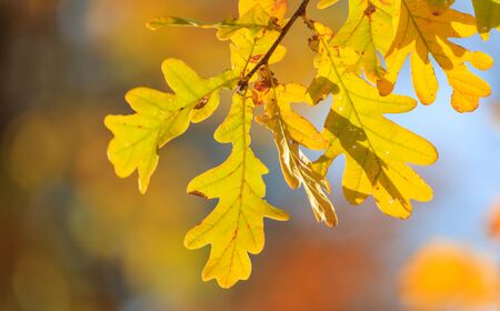 Yellow leaves on the branches of the oak. Golden autumn in the parkの写真素材
