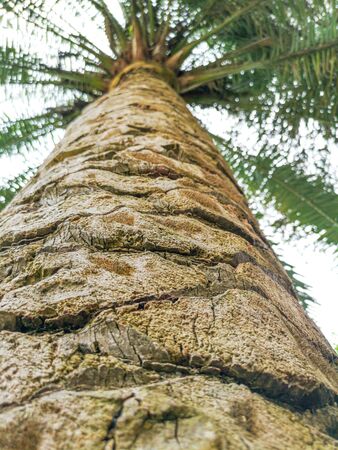 Crown of palm tree in nature .