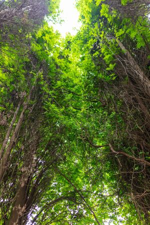 Tree bark giant in the park. Sequoiaの写真素材