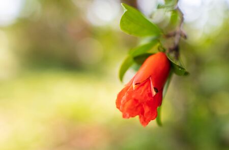 Red flower on pomegranate. Nature in the subtropicsの写真素材