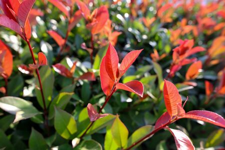 Red leaves on a plant in a summer park .の写真素材
