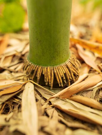 Bamboo roots in the park. Nature in the subtropicsの写真素材