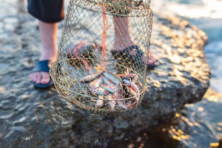 Red mullet caught in the sea. Fish fishermanの写真素材