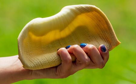 Large flower on a banana in hand. Nature in the subtropicsの写真素材