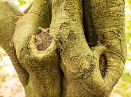 Green bark on a tree in the park. Abstract backgroundの写真素材