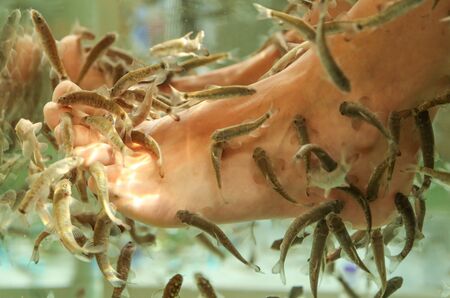 Foot cleaning with fish in the aquarium. Peelingの写真素材