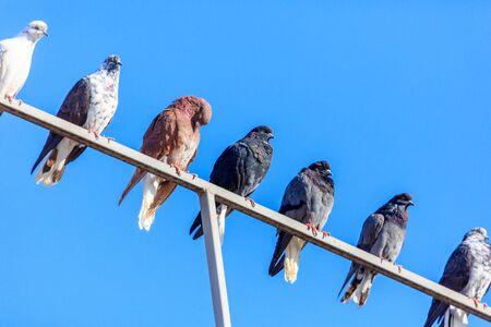 A flock of pigeons are sitting against the blue sky .