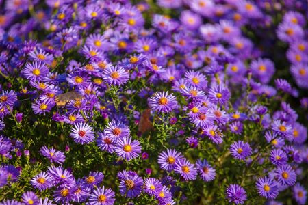 Beautiful purple flowers in the garden as a background .の写真素材