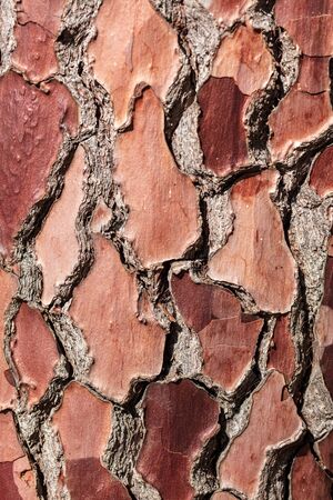 Tree bark in the park. Abstract background