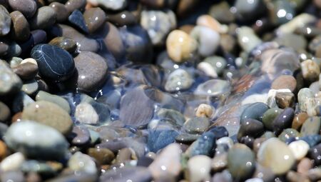 Jellyfish in the stones by the sea.