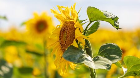 Sunflowers grow in the field. Large yellow flowersの写真素材