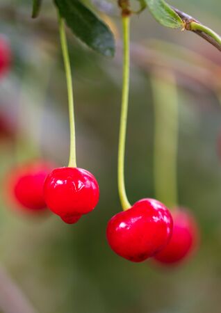 Ripe red cherry on the branches of a tree in nature .