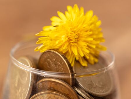 Yellow dandelion in a glass cup with coins on the table .の写真素材