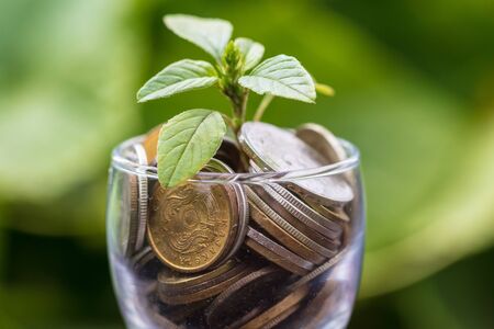Coins in a glass cup with a plant sprout .