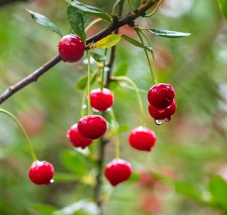 Ripe red cherry on the branches of a tree in nature .の写真素材