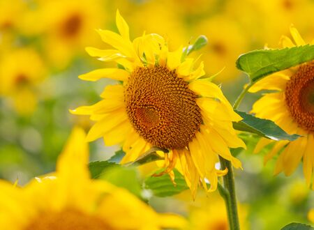 Sunflowers grow in the field. Large yellow flowersの写真素材