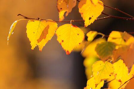The leaves on the branches of birch. Golden autumn in the forest