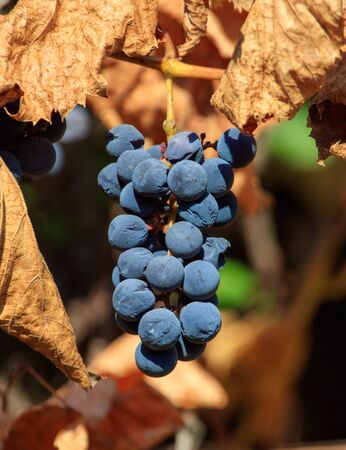 Isabella grapes on a plant in the fall .の写真素材