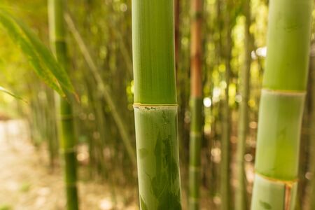 Bamboo grows in the park. Nature in the subtropicsの写真素材