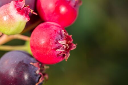 shadberry growing in a garden in nature .