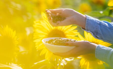 Black seeds in the hands of the girl. Sunflower flowersの写真素材