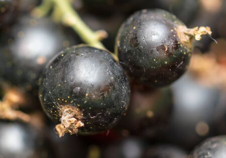 Black currant berries as a background. Macro