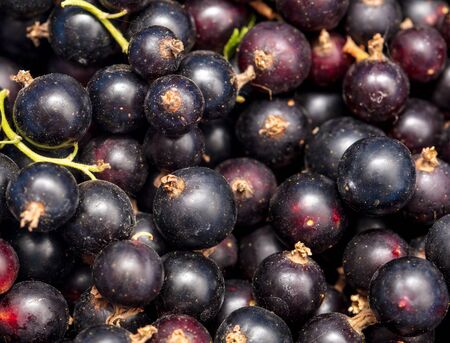 Ripe blackcurrant berries as a background. Macroの写真素材