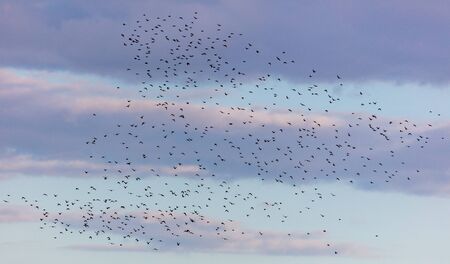 Flock of birds in the sky at sunset.