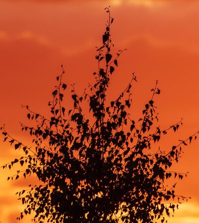 Tree branches silhouette on sunset background .の写真素材