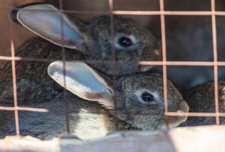 Portrait of a rabbit in a cage on a farm.の写真素材