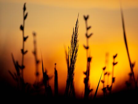 Plants in the field at sunset.の写真素材