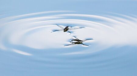 Spiders on the surface of water in nature.の写真素材