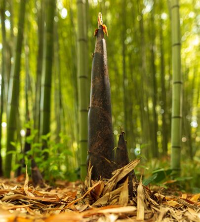 Young bamboo grows out of the ground in the park. Nature in the subtropicsの写真素材