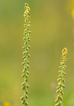Yellow flowers on the nature in the steppe .の写真素材