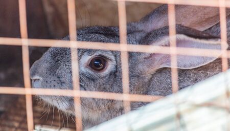 Portrait of a rabbit in a cage on a farm.の写真素材