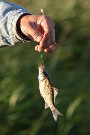 Fish on a hook fishing rods in nature.
