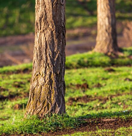 Tree trunk on spring nature.