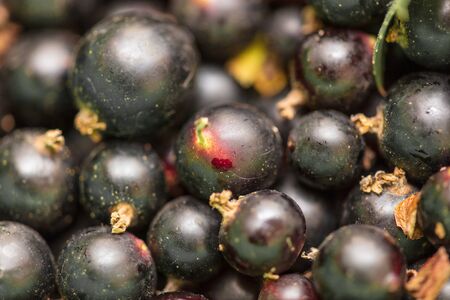 Black currant berries as a background. Macroの写真素材