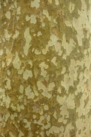 Green bark on a tree in the park. Abstract backgroundの写真素材