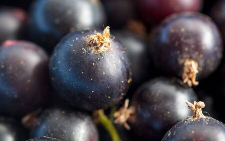 Ripe blackcurrant berries as a background. Macroの写真素材