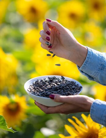 Black seeds in the hands of the girl. Sunflower flowersの写真素材