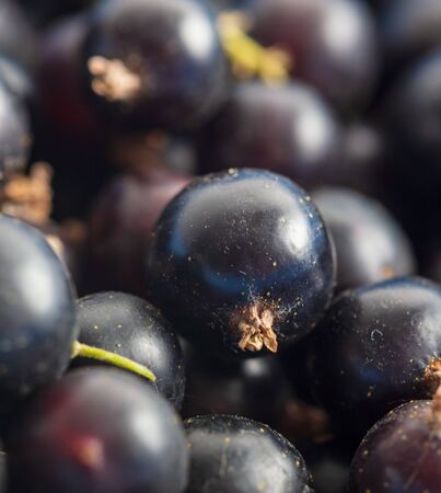 Ripe blackcurrant berries as a background. Macroの写真素材