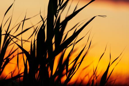 Silhouette of bulrush on sunset background.の写真素材