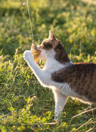 The cat wants to eat fish in nature.の写真素材