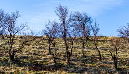 Bare tree in the steppe.の写真素材