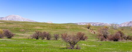 Bare tree in the steppe.の写真素材
