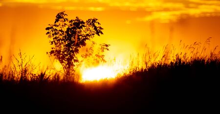 Plants in the field at sunset.の写真素材