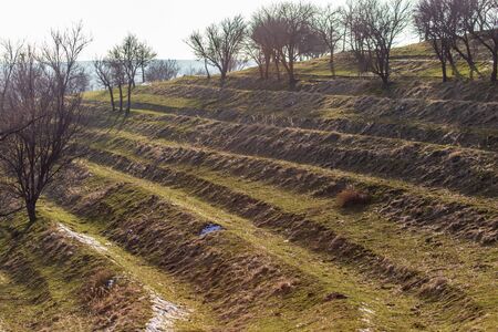 Bare tree in the steppe.の写真素材